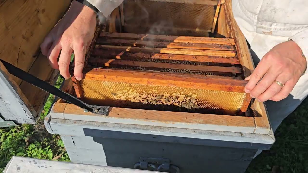 CUM RESTRANGEM CUIBUL?🐝⁉️