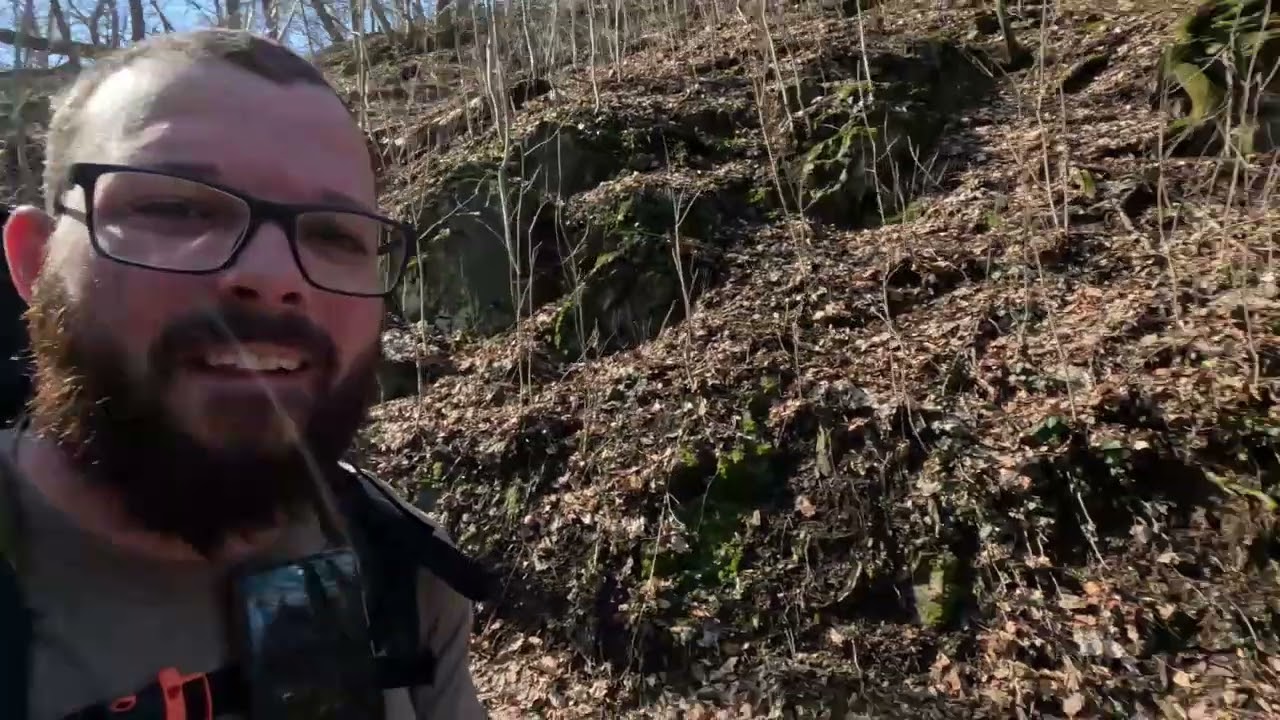 Wölfe in Thale