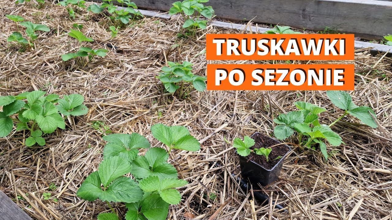Truskawki. Jak pielęgnować truskawki w sierpniu.