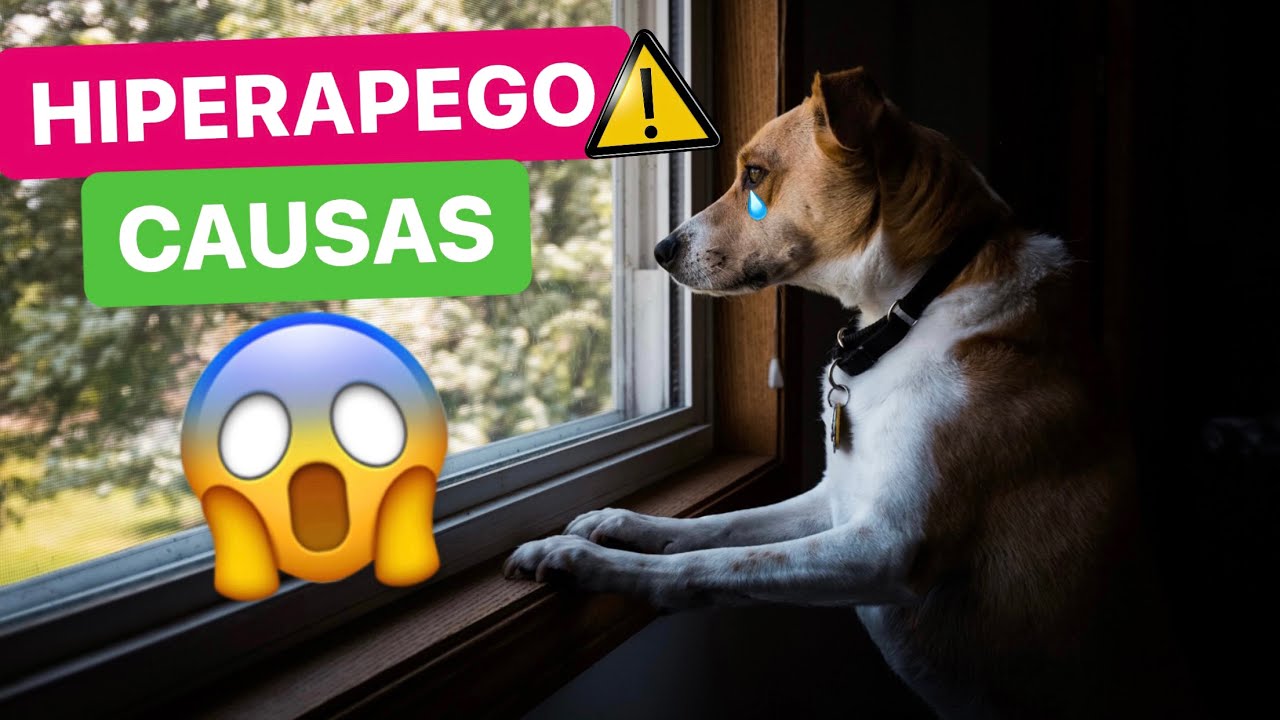 &iquest;QU&Eacute; es la ANSIEDAD POR SEPARACI&Oacute;N y POR QU&Eacute; le PASA a mi PERRO? 😰 &iexcl;NO PUEDO DEJARLO S&Oacute;LO! ⚠️