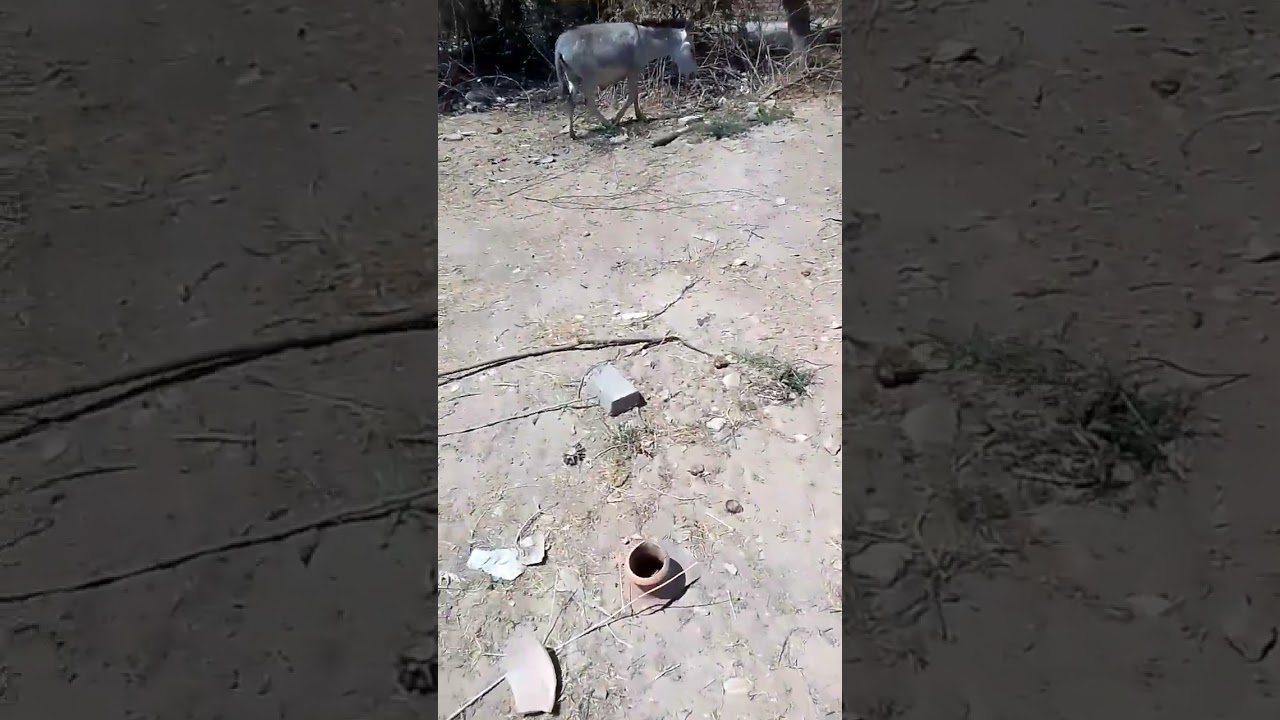 #tharparkar #donkey #janwar #animals #thar