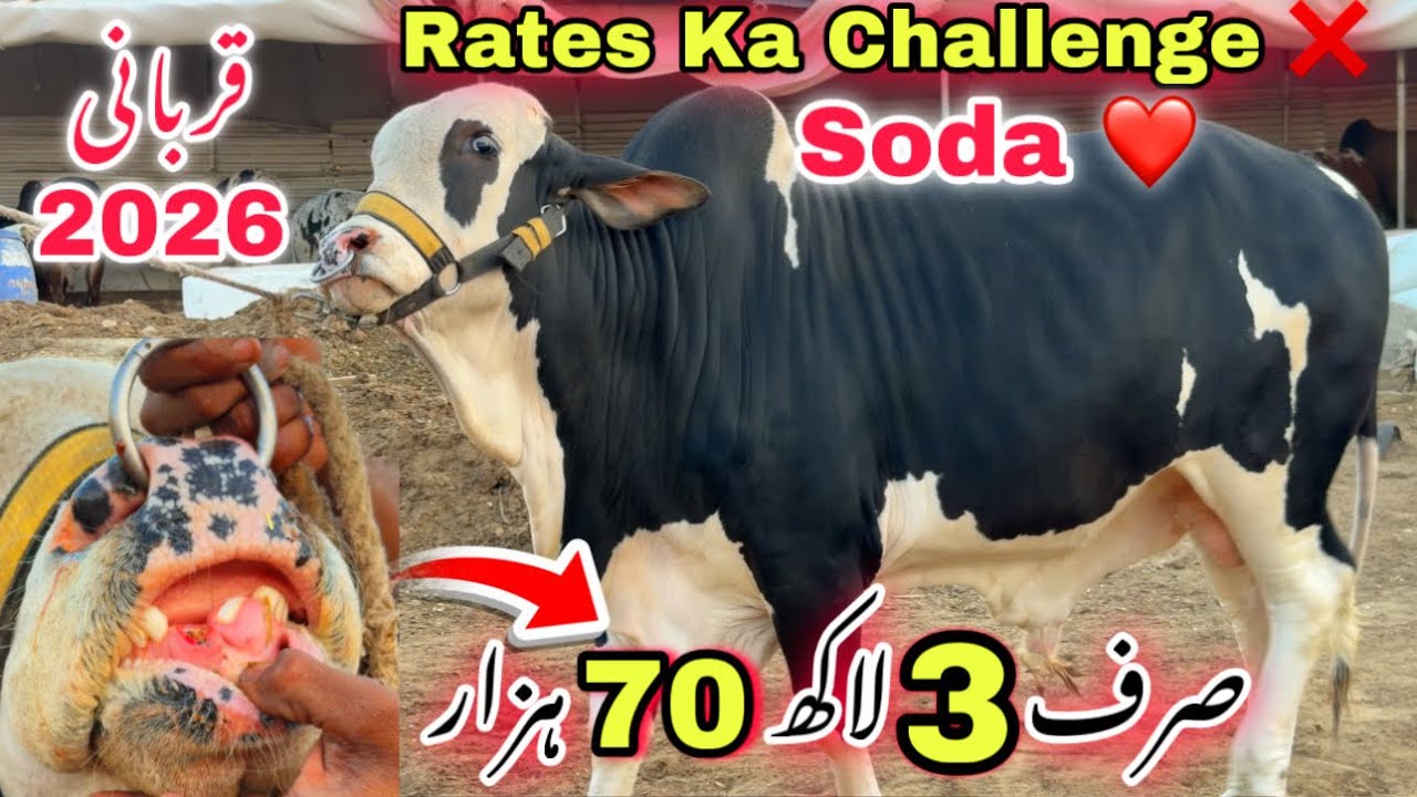Landhi 🚨 Karachi Ki Sasti Qurbani 2026 Ki Mandi Lag Gaye 😍 | Cheapest Cattle Market | 