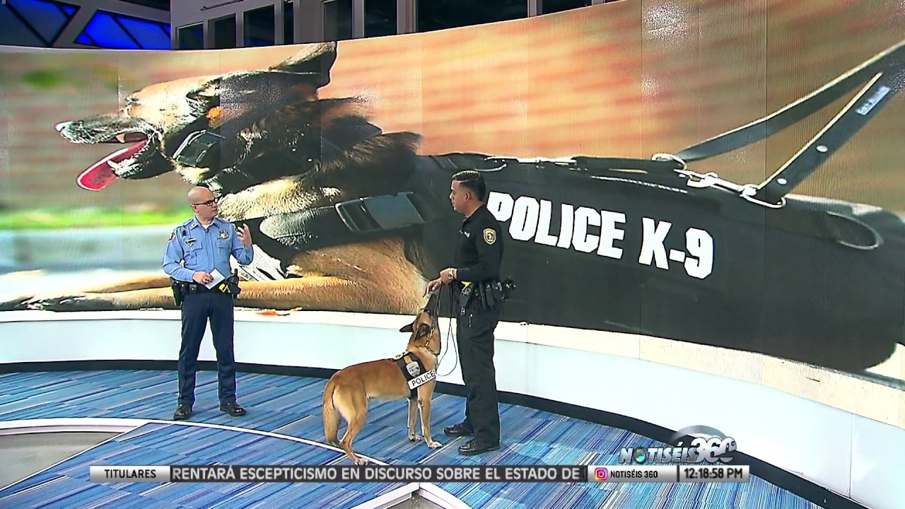 &iquest;C&oacute;mo funciona la Unidad Canina de La Polic&iacute;a de Puerto Rico?