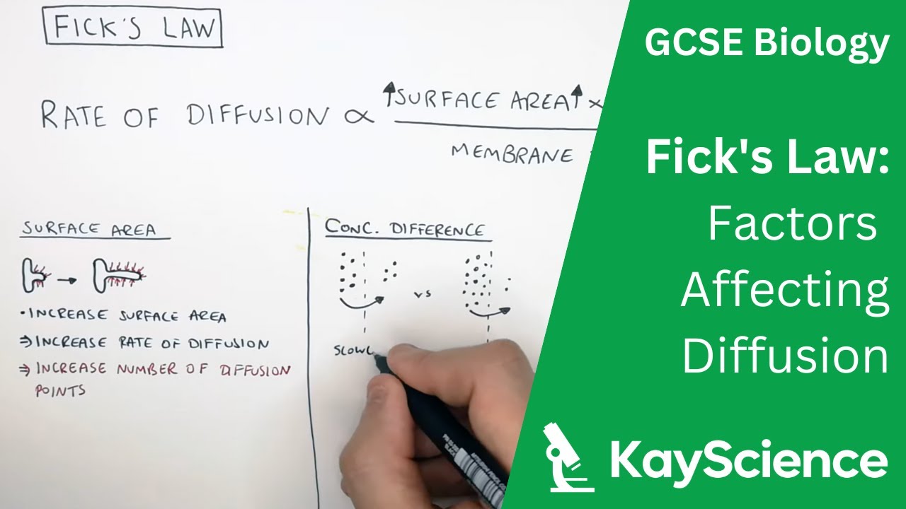 GCSE Biology - Factors Affecting Rate of Diffusion (Fick's Law)