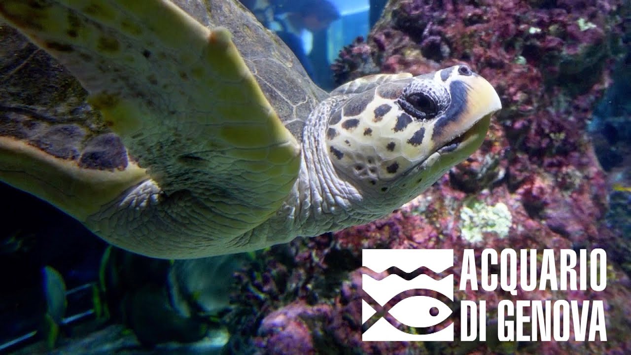 Una giornata all'acquario di Genova