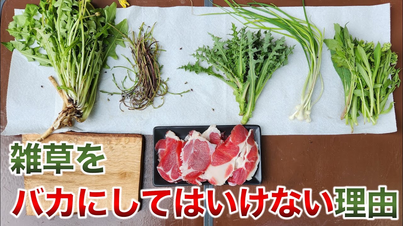 高級料亭の味！春の雑草のポテンシャルを最大限に引き出した結果・・・