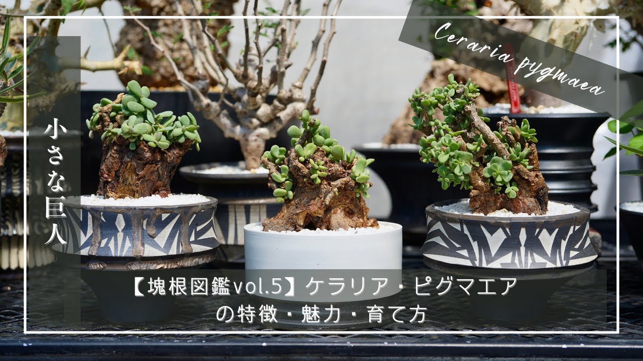 [Энциклопедия клубневых корней, том 5] Характеристики, прелести и выращивание Ceraria pygmaea