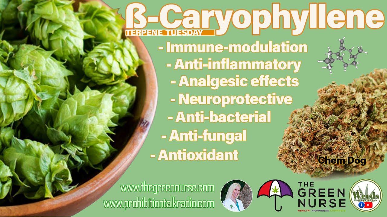 Terpene Tuesday with In The Weeds and The Green Nurse Sherri reviewing Beta Caryophyllene