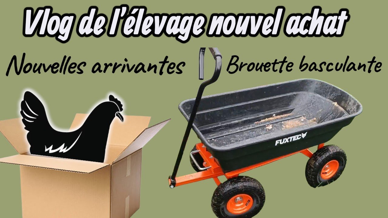 Nouvelles de l'élevage et nouvelles arrivantes 😁