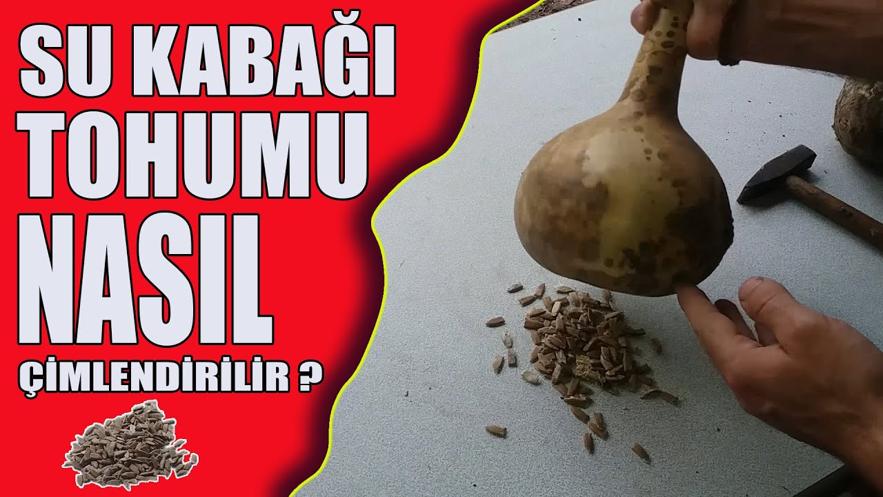 Su kabağı nasıl çimlenir ? Sepette ve saksıda su kabağı çimlendirme işlemi nasıl yapılır ?