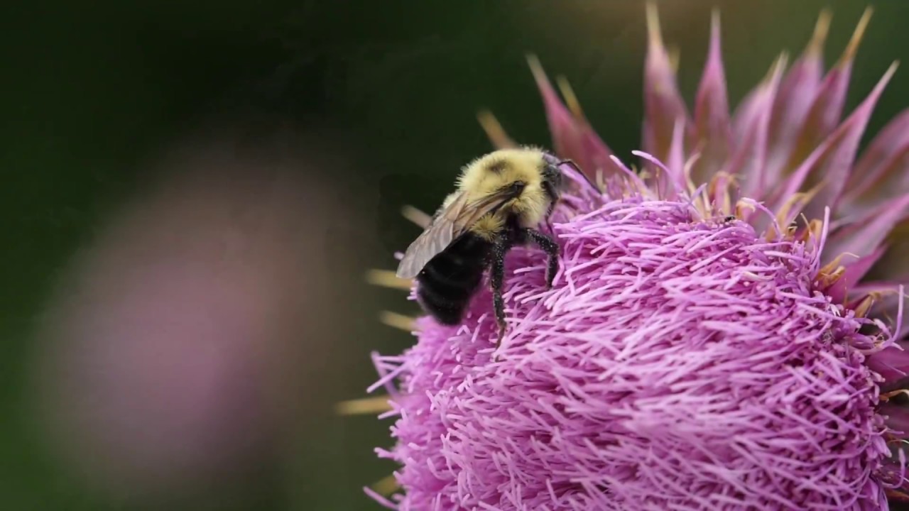 GH5 Slow Motion