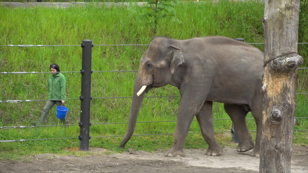 Samson the elephant ventures out