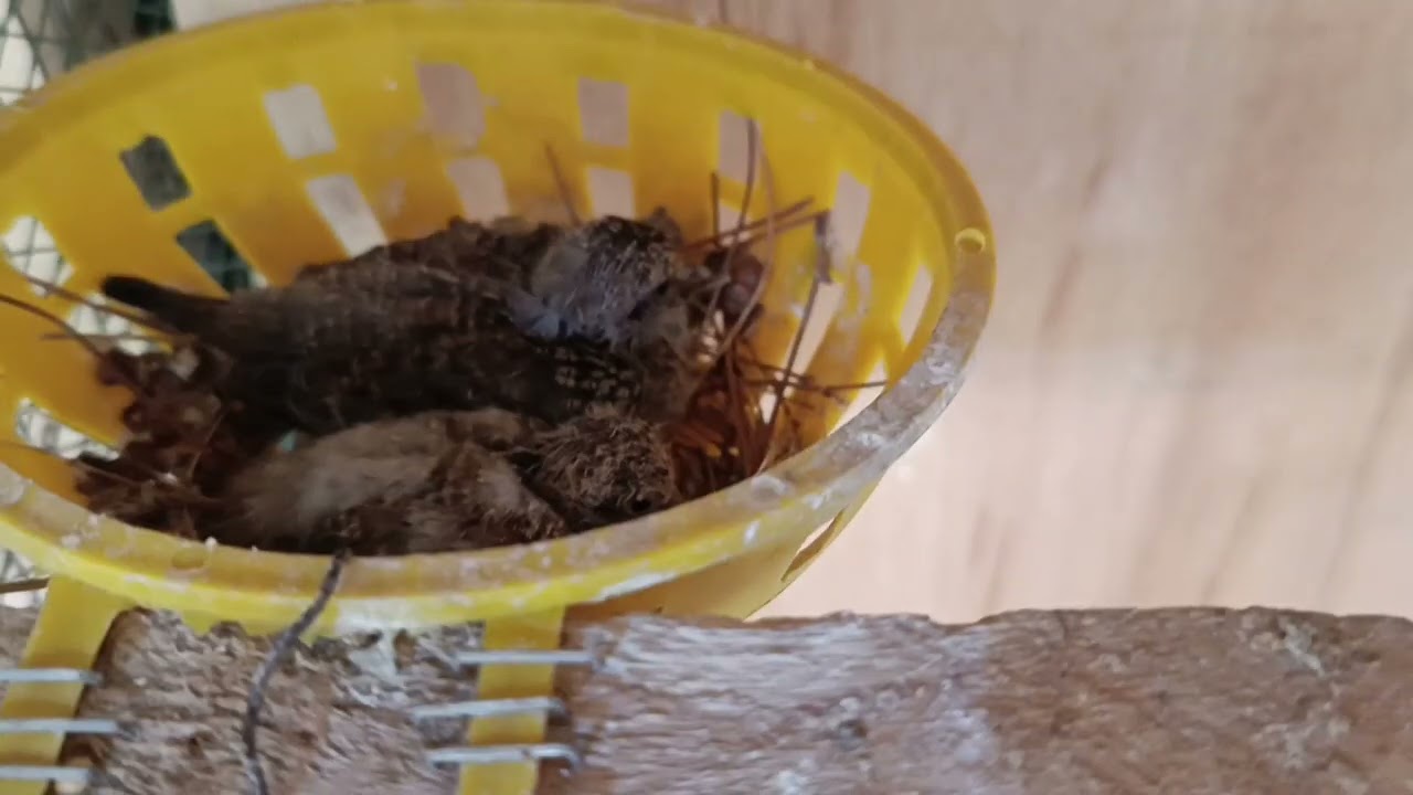 جولة في المحمية ❤️❤️الفناجس بدو يفقسون 😍 افراخ الملكي بدو يطيرون 💪💪