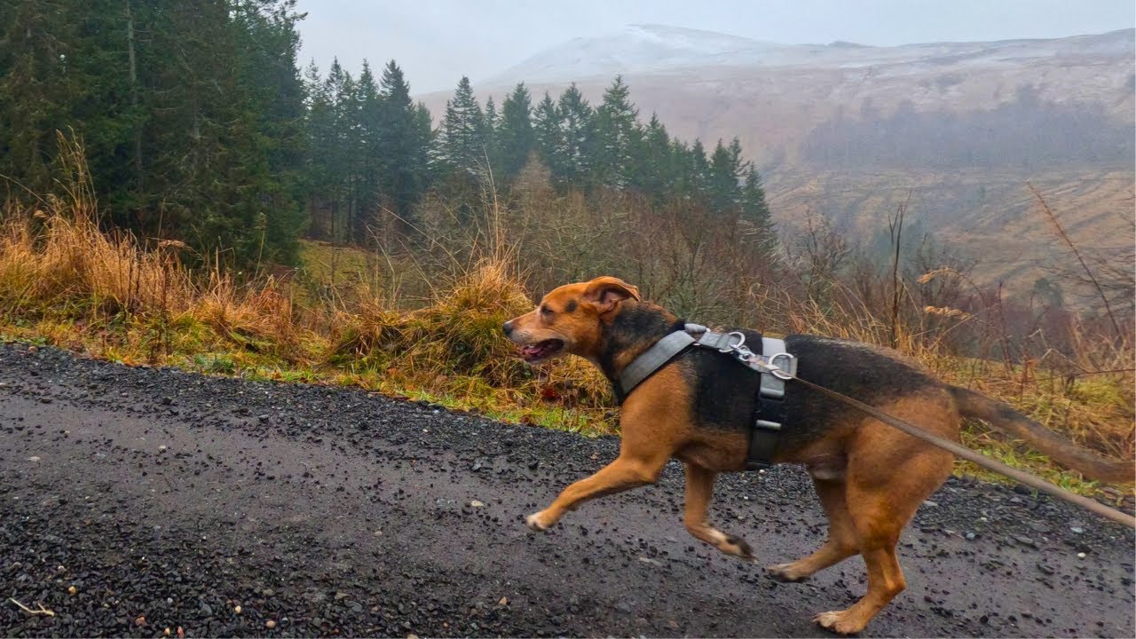 Winter Trail Run: Mud, Rain & A Happy Dog