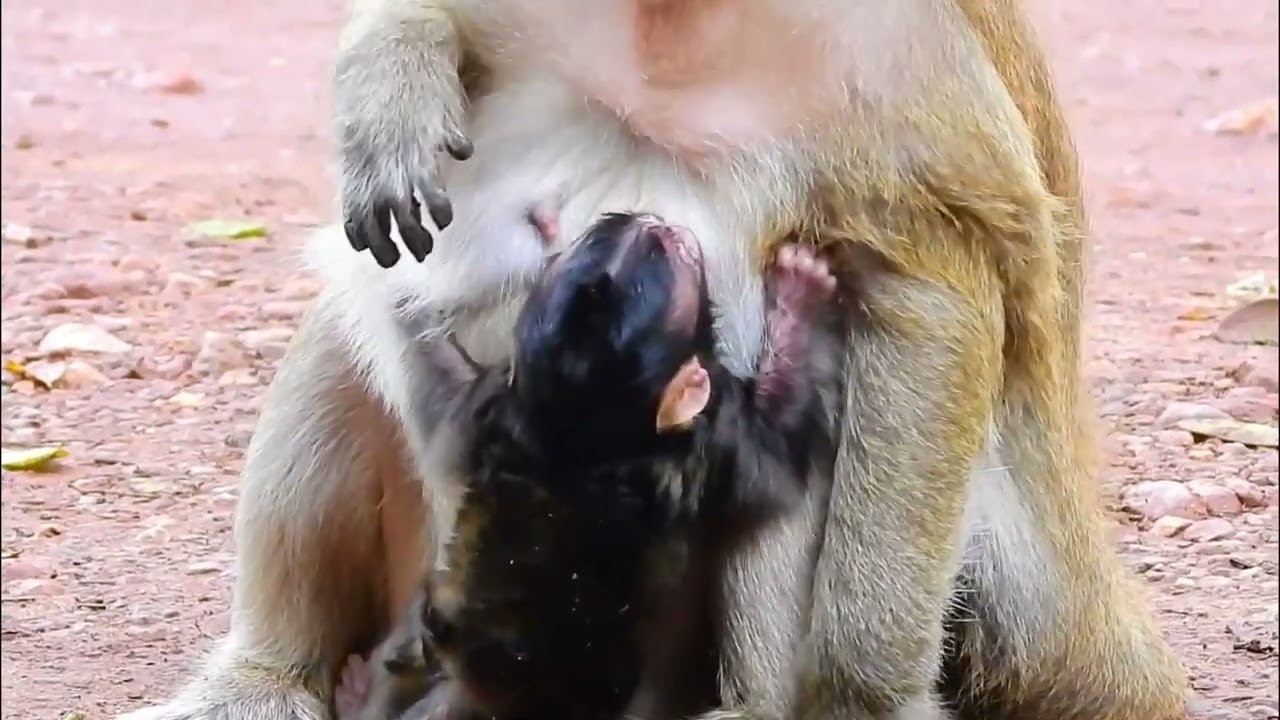 Newborn baby monkey Branda is hungry, asking for milk, but mother Brin refuse to feed.