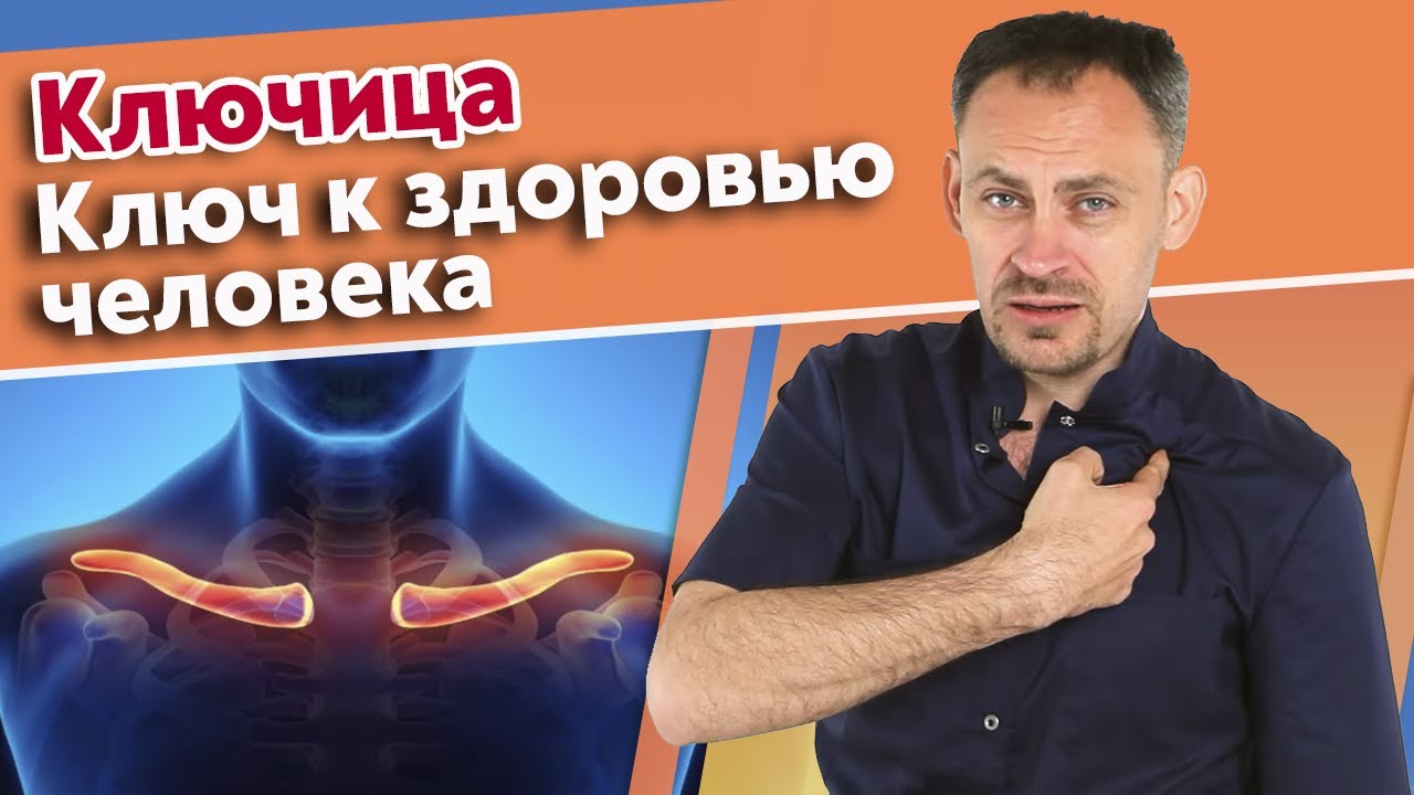 Почему важна ключица? / Самые хрупкие места организма