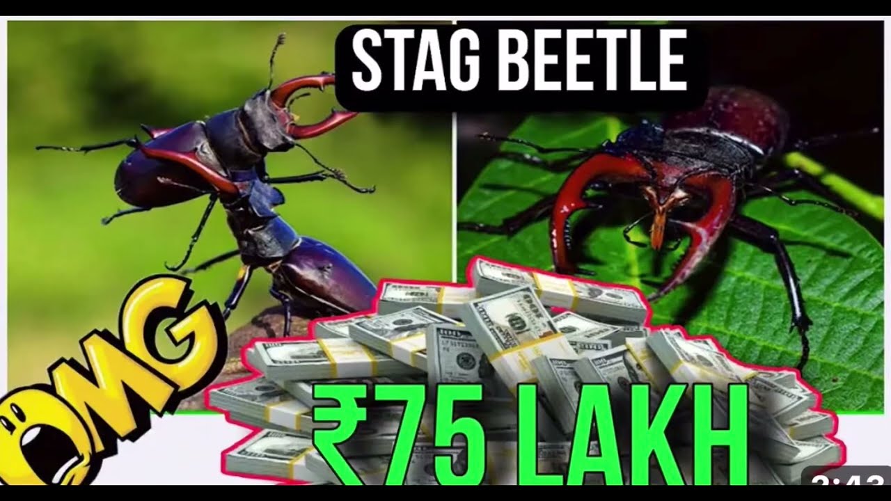#stagbeetle #topmarketing | Rs.75 LAKH stag beetle | #sikkim | #stagbeetle in sikkim | #vairalvideo