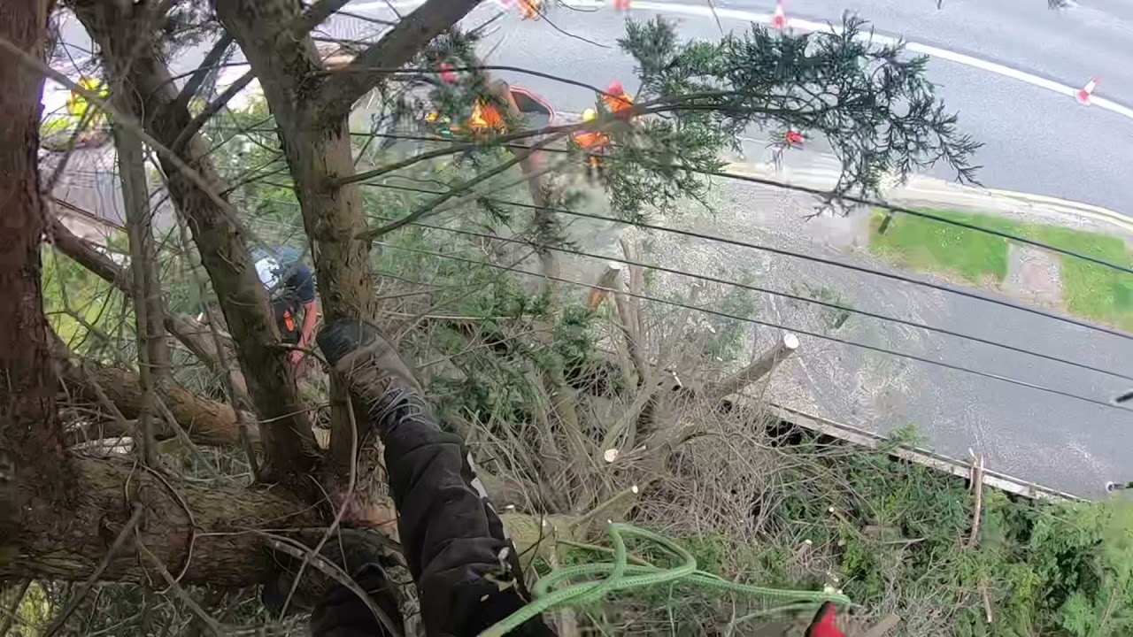 Utility tree work-Emergency job - tree care
