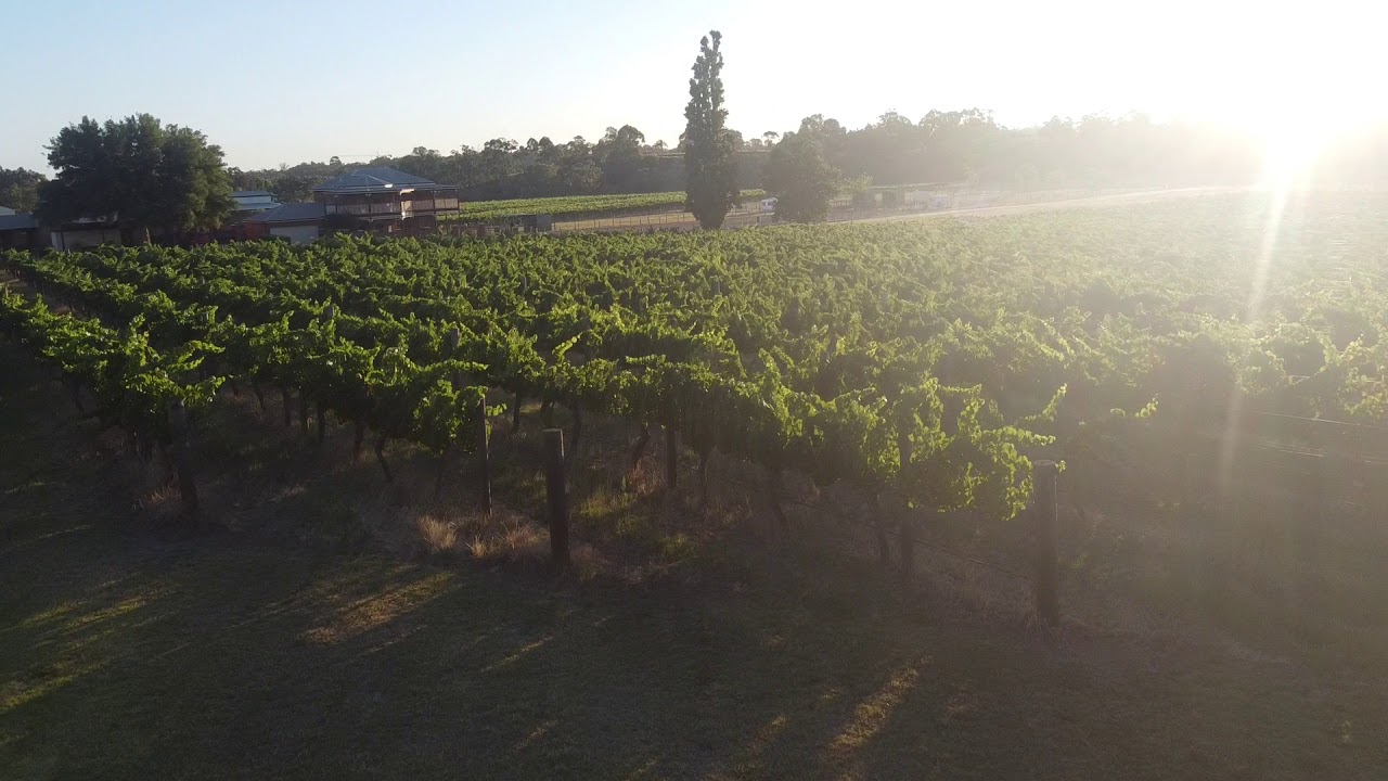 Sunset in the Vineyard