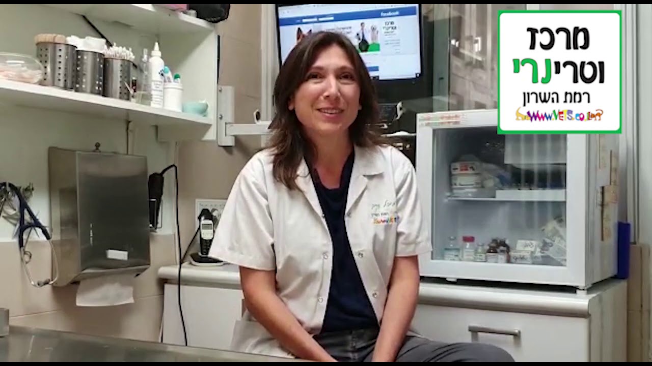 כל מה שצריך לדעת לאחר אימוץ חתול חדש!