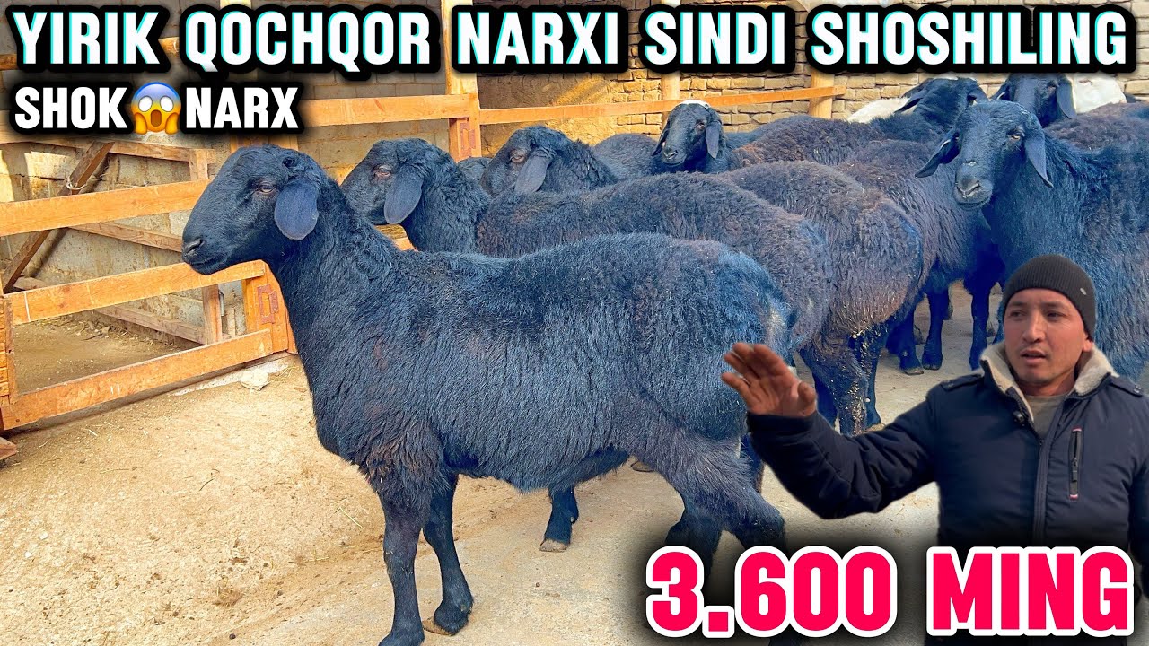 🚨QO’CHQORLARNI ZO’RLARI NARXI ARZONLADI😱SHOSHILING SAYDULLO AKA QO’CHQOR NARXINI YORVORDI💥