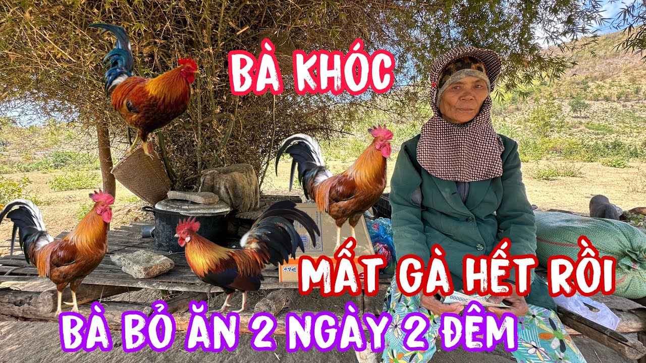 Bà buồn bã .không ăn không uống 2 ngày .vì bà bị mất trộ.m 40 con gà …!