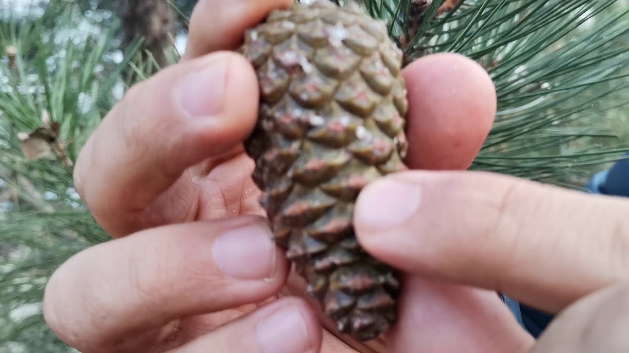 Karaçam Sarıçam Kıyaslama