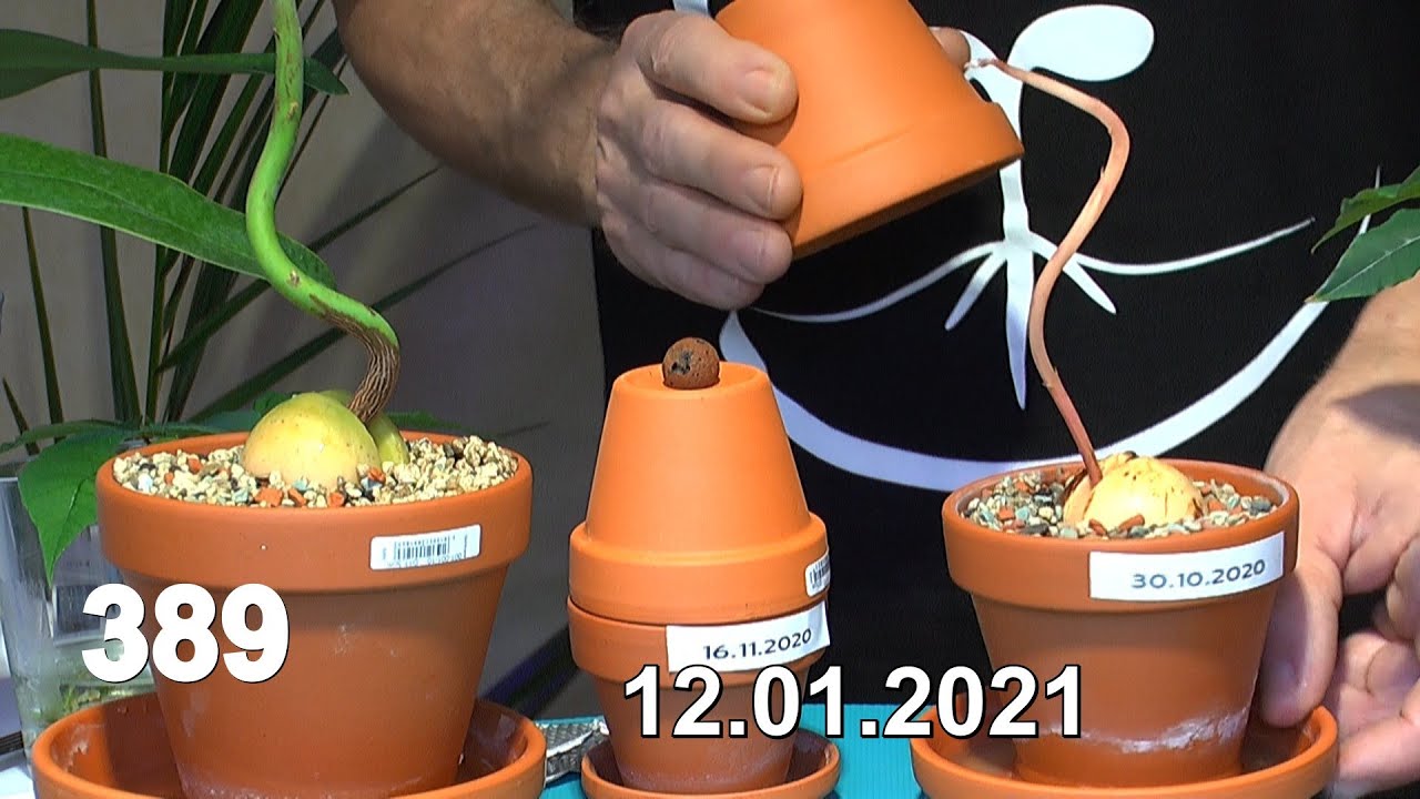 Avocado, Mango und Weihnachtsstern in der Anzucht und Pflege. Seemandelbaum wird zu groß
