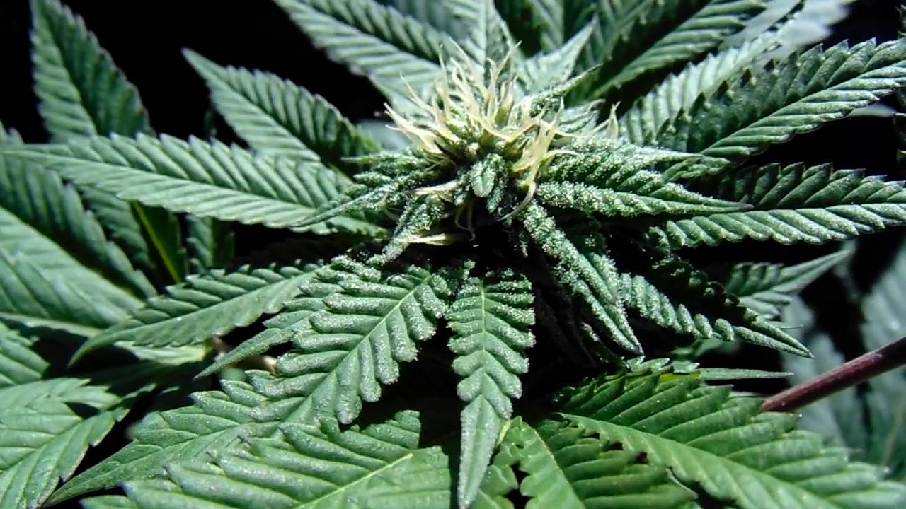 Strain Spotlight: Rhode Island Skunk