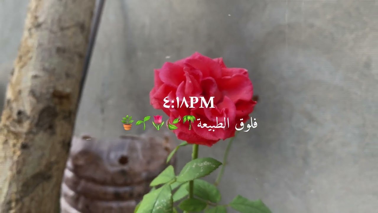 ❤️❤️🇱🇾