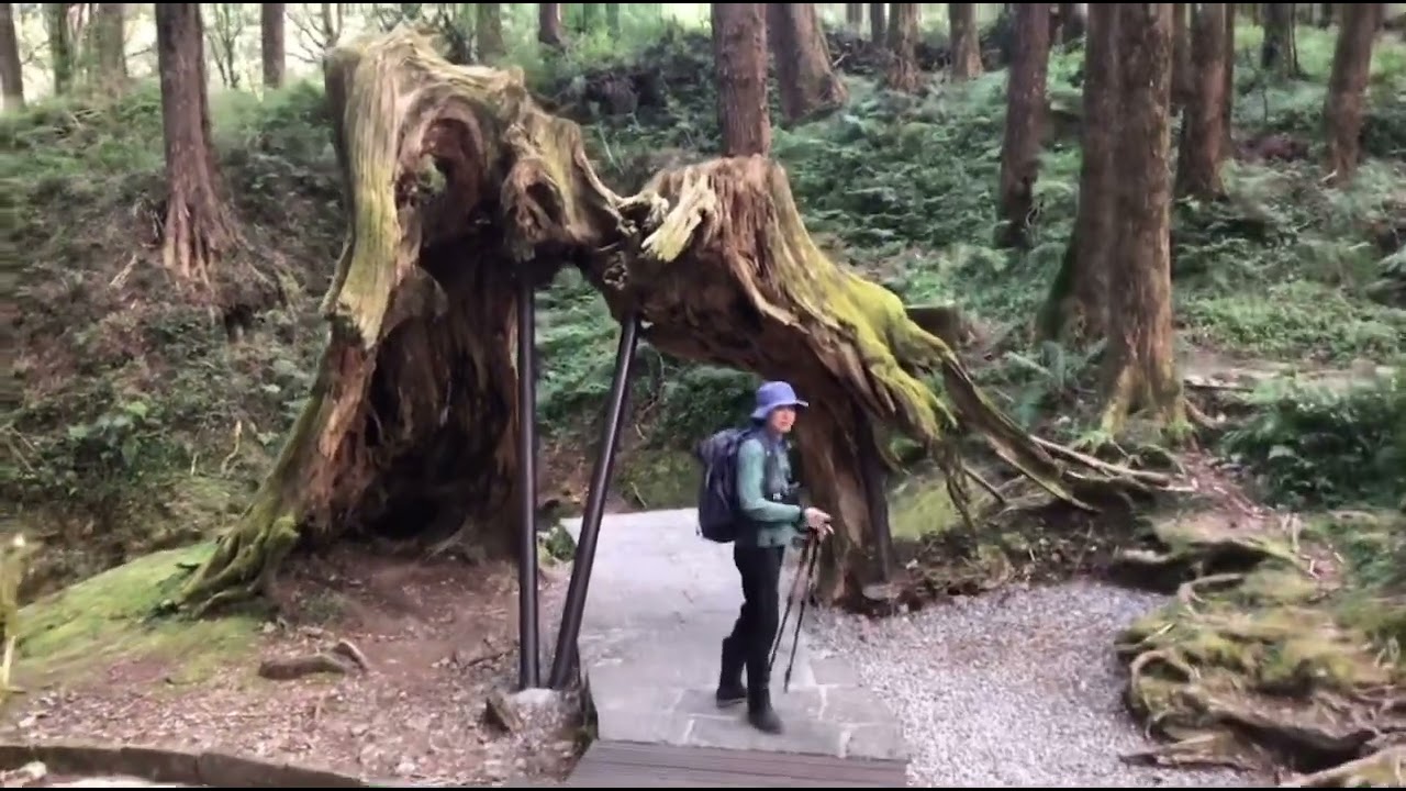 大塔山步道 阿里山花季