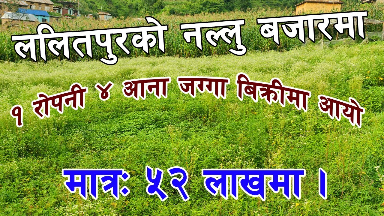 सस्तो जग्गा बिक्रिमा - नल्लु । Cheap land for sale at Nallu Bajar.