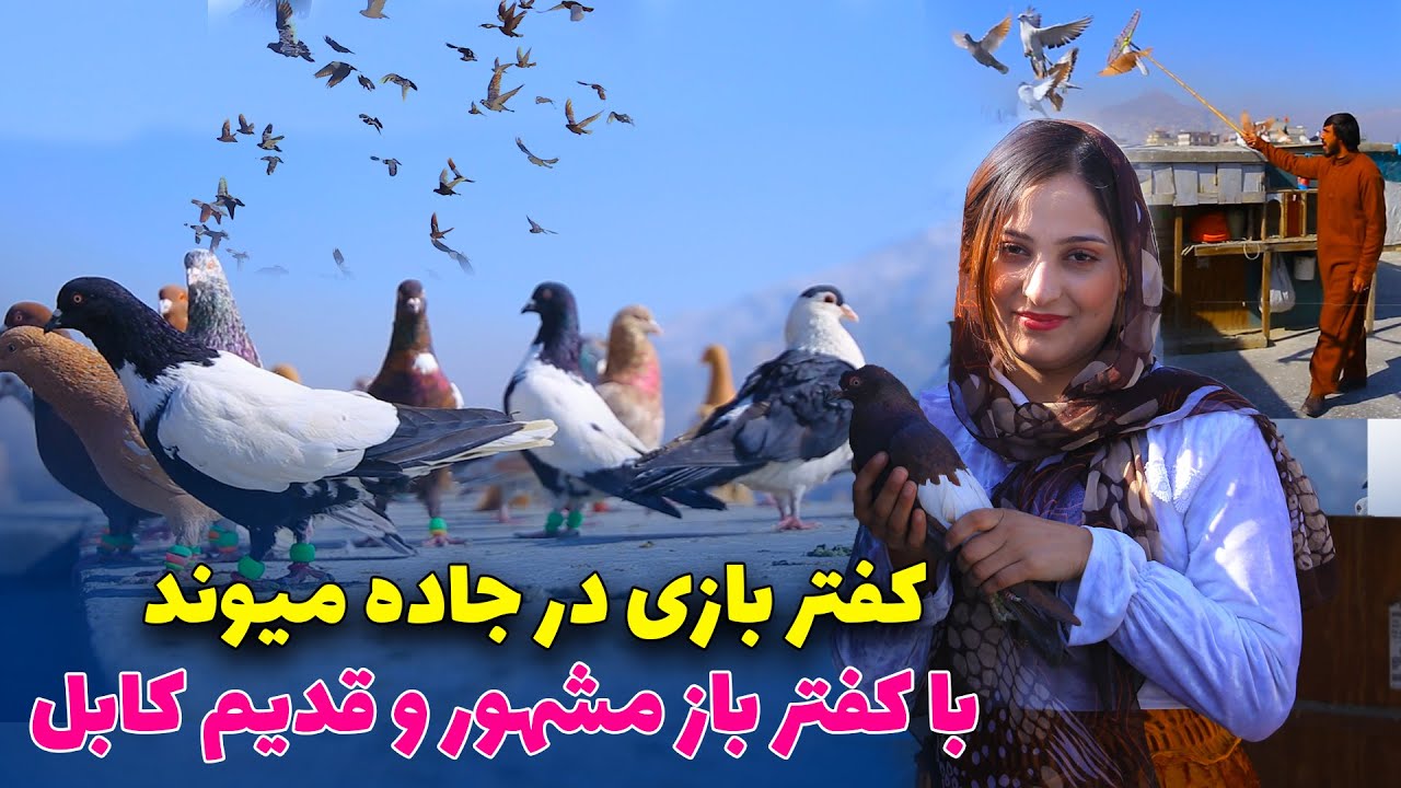 كفتر(كبوتر) بازي تخنيك هاي جديد كفتري بازي| Afghanistan’s famous pigeon