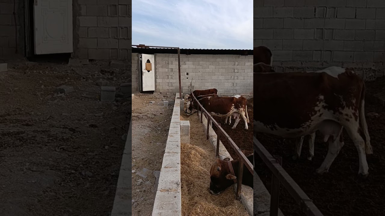 neden köye göç etmeliyim 2   yeni başlayanlar için büyük baş hayvan tavsiyeleri