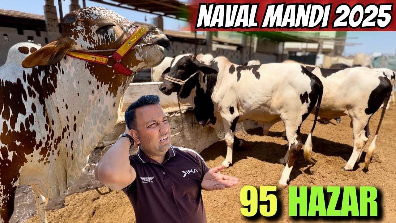 Naval Cow Mandi Latest Rates Update 2025 Qurbani Season | 95 Hazar Main Qurbani Ka Bahtreen Janwar