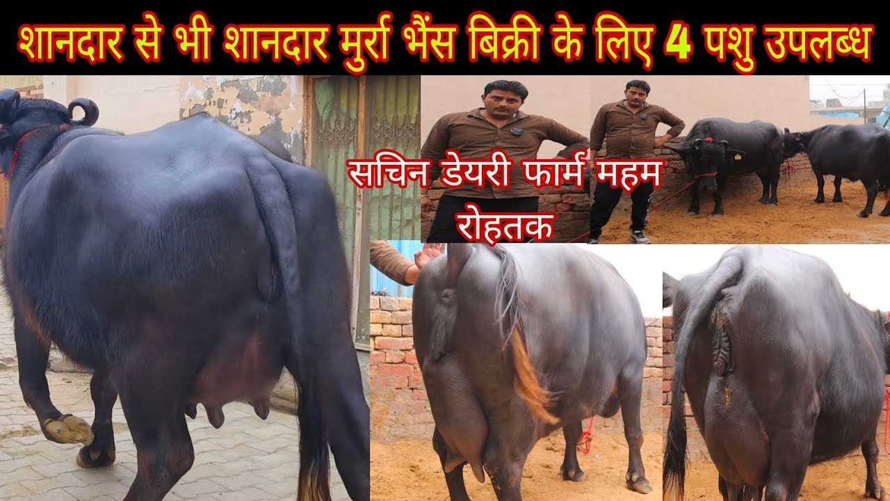 शानदार से भी शानदार मुर्रा भैंस बिक्री के लिए 4 पशु उपलब्ध सचिन डेयरी फार्म महम जिला रोहतक 1-3-2024