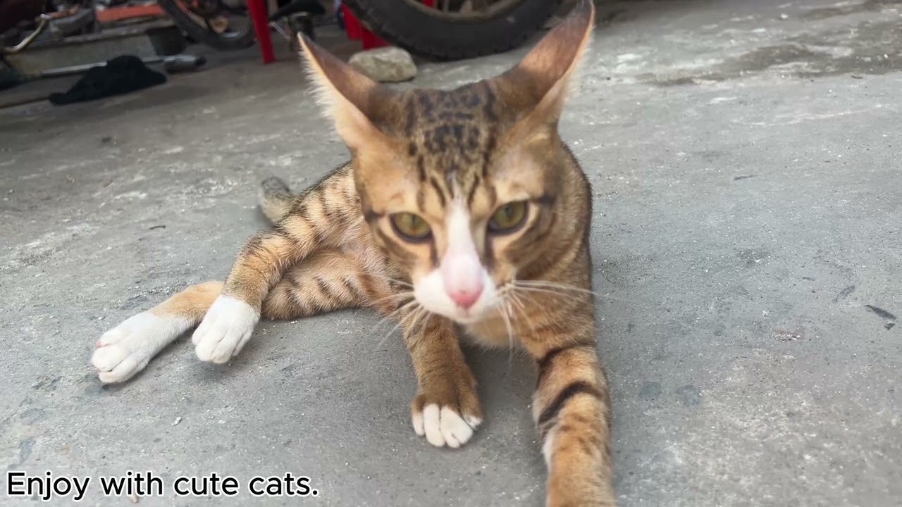 My lovely kitten Enjoy with cute cats.
