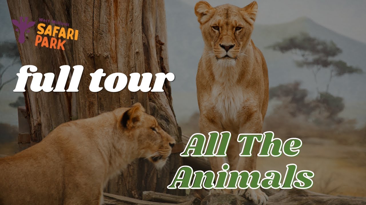 West Midlands Safari Park | Full Tour | July 2024