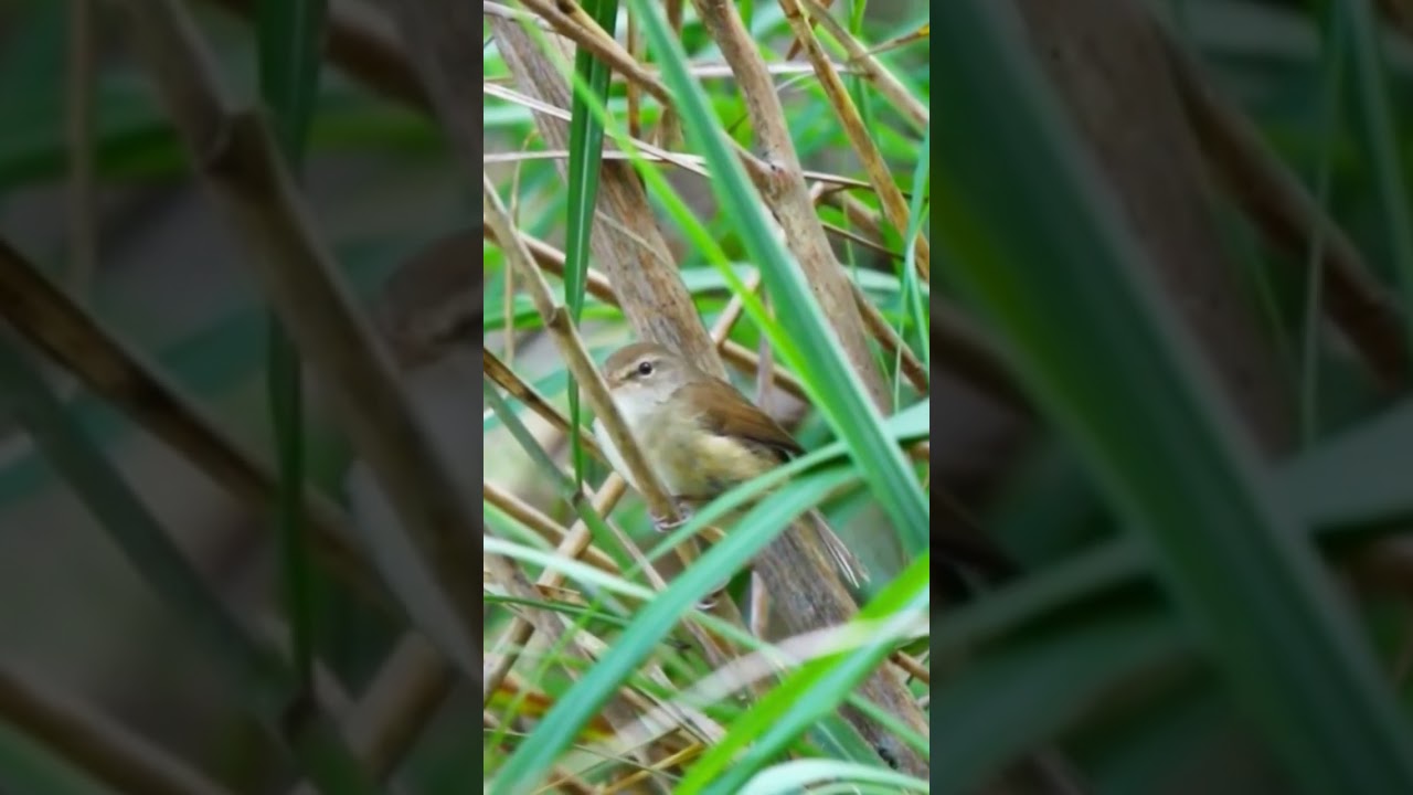 Small bird with a sweet voice: Brown-flanked Bush Warbler (Horornis fortipes) -- WFC