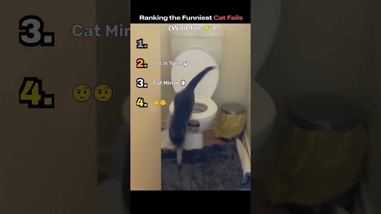 Ranking Cat Fails That Look 100% Planned (Wait for #1) 