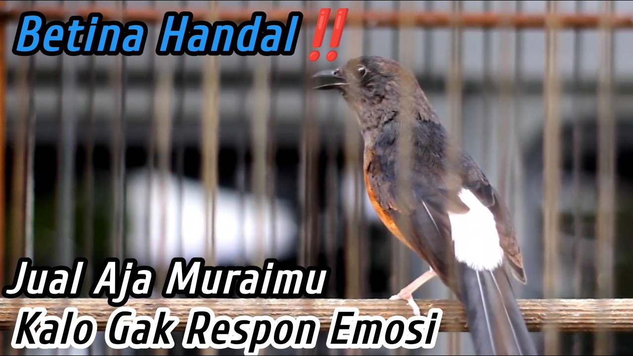 99.9% LANGSUNG RESPN‼️SEKALI DENGAR SEMUA MURAI BATU DIAM PASTI LANGSUNG NGAMUK EMOSI JADI GACORDOR
