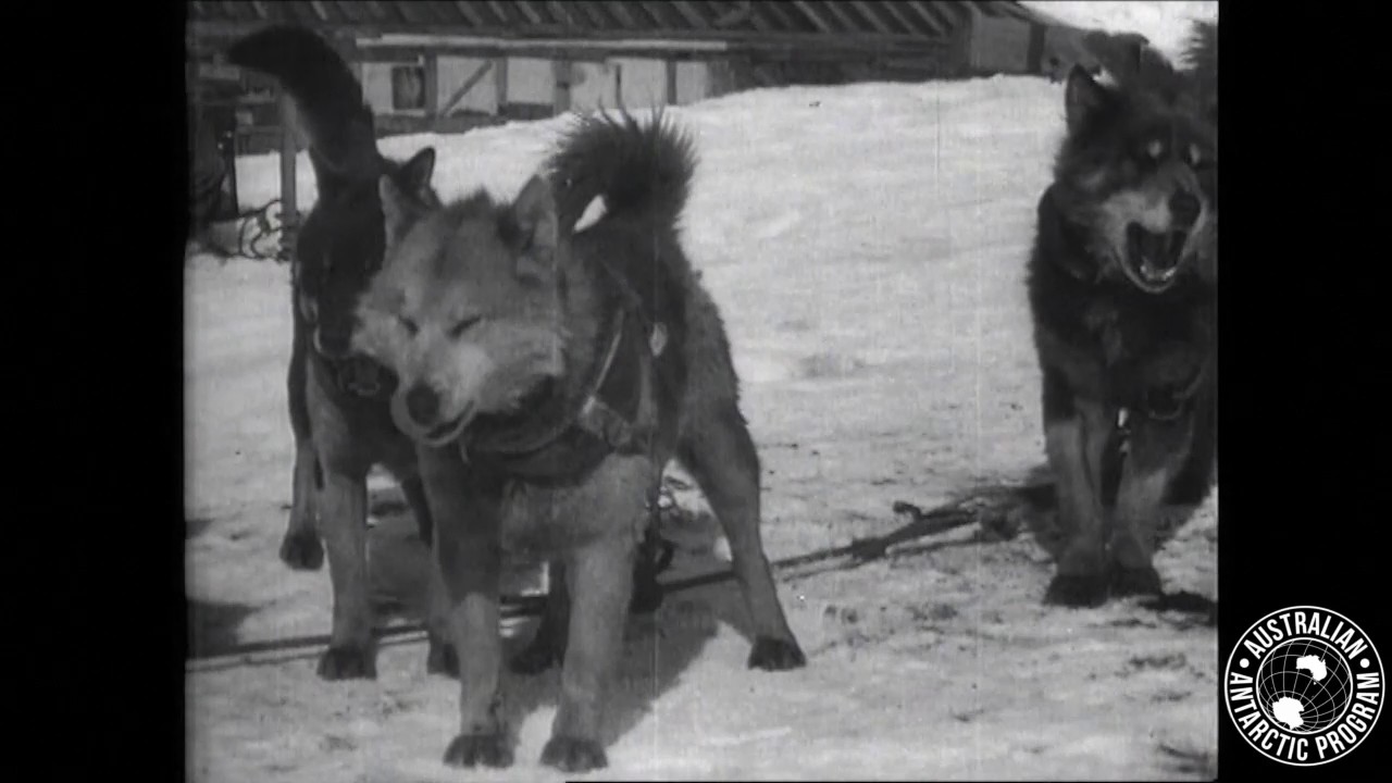 Sir Douglas Mawson's Huskies (File Footage)