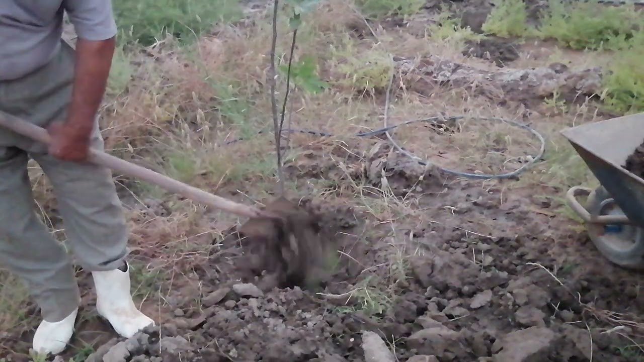 زراعة شجرة تين في مزرعتي في بني مسلم بطريقه مبسطه وناجحهEllen White fig trees cultivation طريقة الين