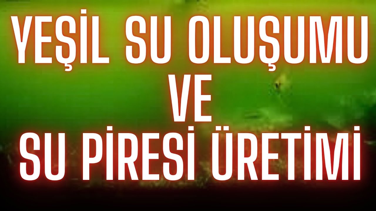 AKVARYUMLARDA YESiL SU SORUNU ÇÖZÜMÜ VE SU PiRESI ÜRETiMi NASIL YAPILIR-Akvaryum balıkları