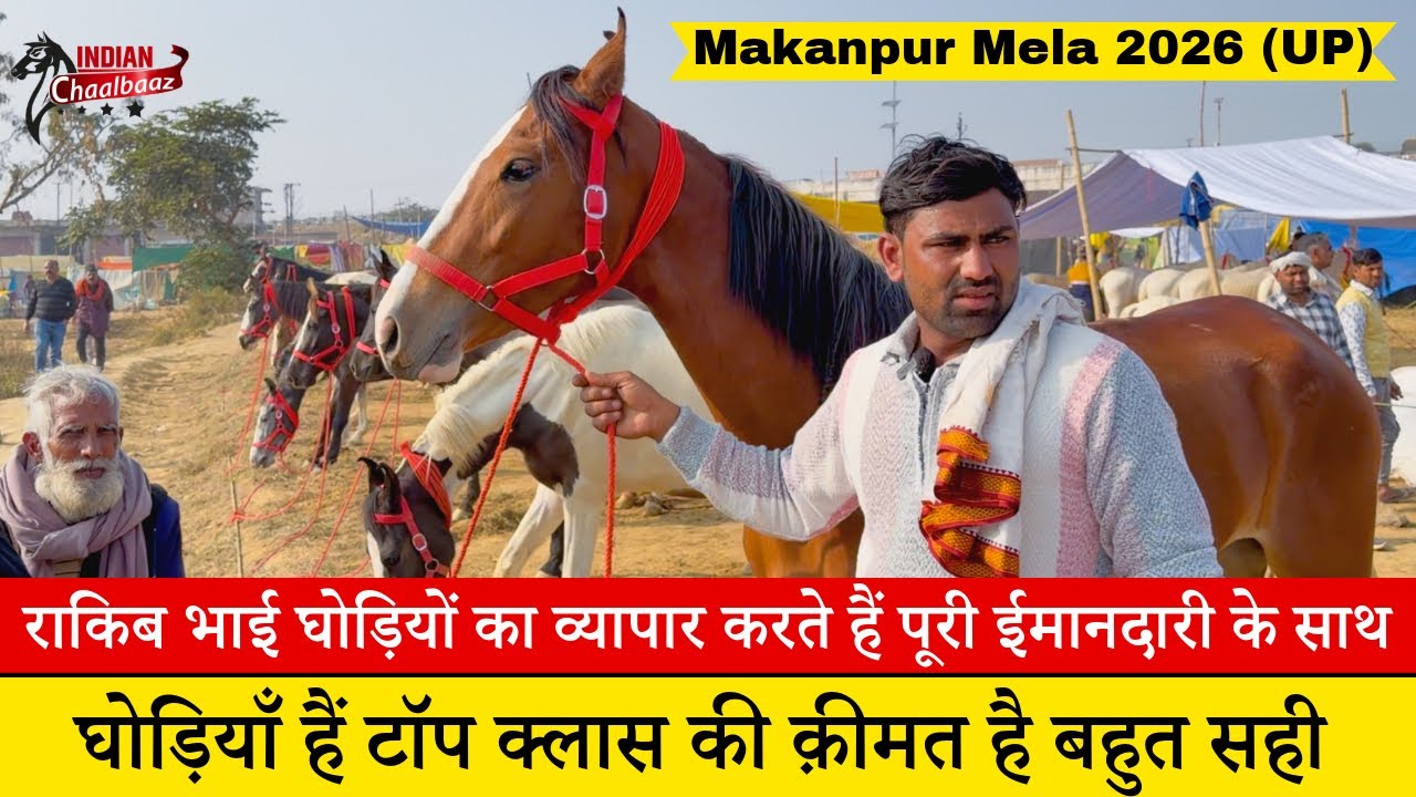 राकिब भाई व्यापार करते हैं पूरी ईमानदारी के साथ घोड़ियाँ हैं टॉप क्लास Makanpur Mela 2026 (UP)