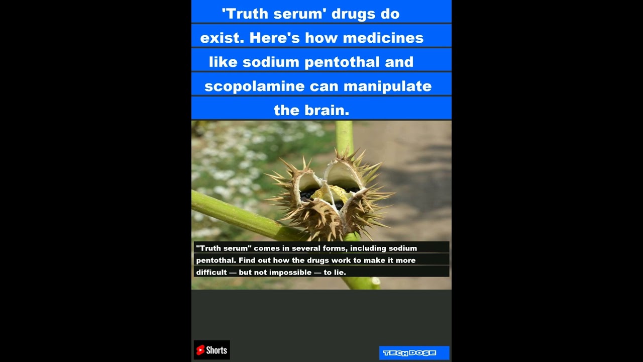 'Truth serum' drugs do exist. Here's how medicines like sodium pentothal and scopolamine ca|#shorts