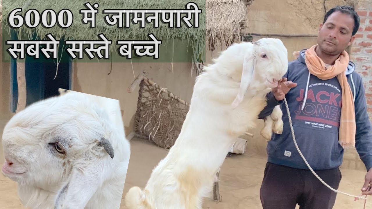 जमनापरी बकरी के बच्चे सबसे कम कीमत में चम्बल में कहा से ख़रीदे - How to purchase Got Kids Jamunapari