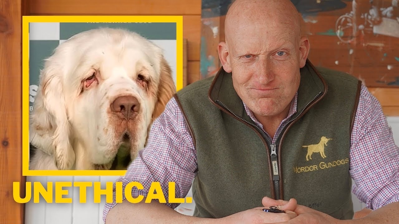 Профессиональный дрессировщик собак РЕАГИРУЕТ на ПОБЕДУ КОНКУРСА CRUFTS