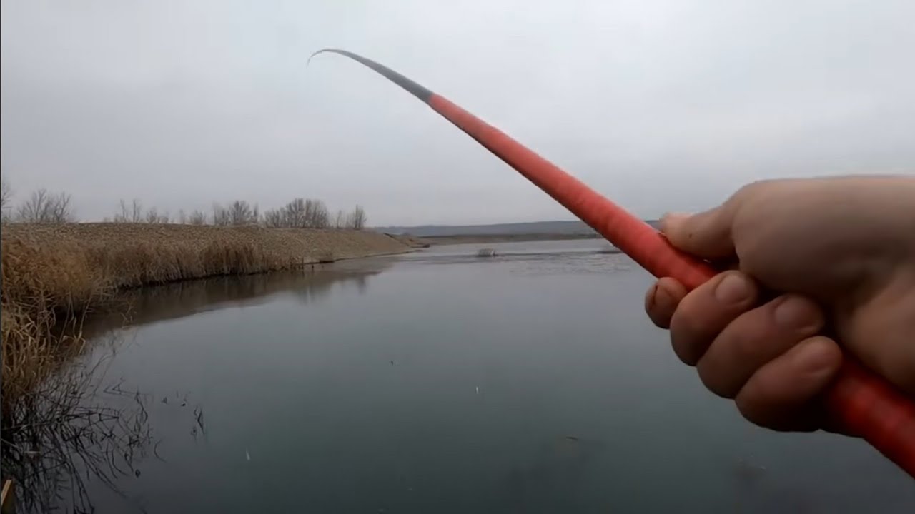 Caras la buza stufului pe salbatic