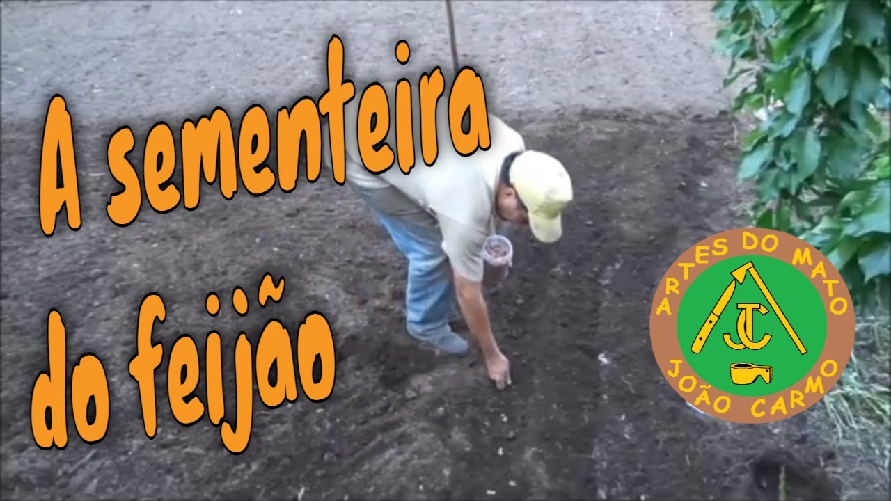 A #sementeira do #feijão